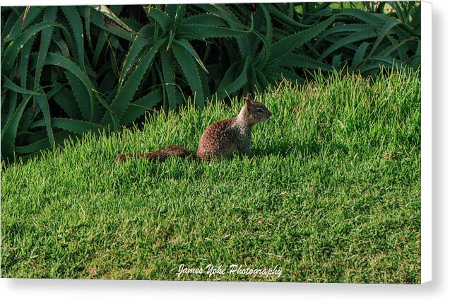 Squirrel at the Wedding Bowl La Jolla Fine Art Canvas Gallery Wrap