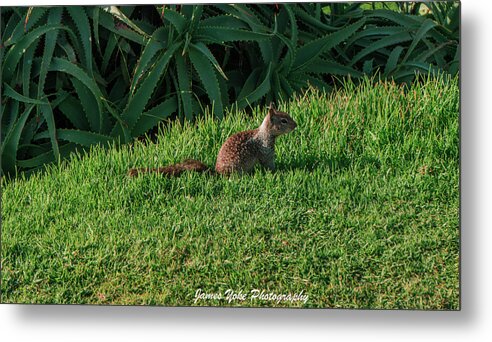 Squirrel at the Wedding Bowl La Jolla Fine Art Metal Print