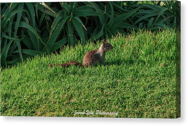 Squirrel at the Wedding Bowl La Jolla Fine Art Canvas Gallery Wrap
