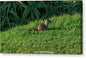 Squirrel at the Wedding Bowl La Jolla Fine Art Canvas Gallery Wrap