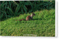 Squirrel at the Wedding Bowl La Jolla Fine Art Canvas Gallery Wrap