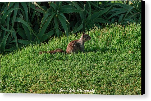 Squirrel at the Wedding Bowl La Jolla Fine Art Canvas Gallery Wrap