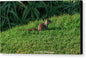 Squirrel at the Wedding Bowl La Jolla Fine Art Canvas Gallery Wrap