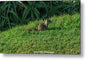 Squirrel at the Wedding Bowl La Jolla Fine Art Metal Print