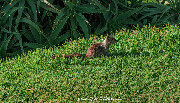 Squirrel at the Wedding Bowl La Jolla Fine Art Paper Print