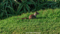Squirrel at the Wedding Bowl La Jolla Fine Art Paper Print